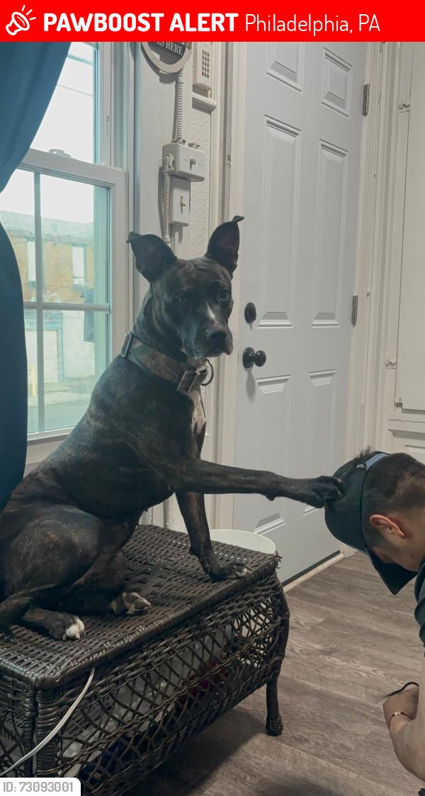 Lost Female Dog last seen Esquinas, Philadelphia, PA 19140