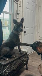 Lost Female Dog last seen Esquinas, Philadelphia, PA 19140
