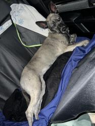 Lost Female Dog last seen S rybolt and Perry st, Indianapolis, IN 46241