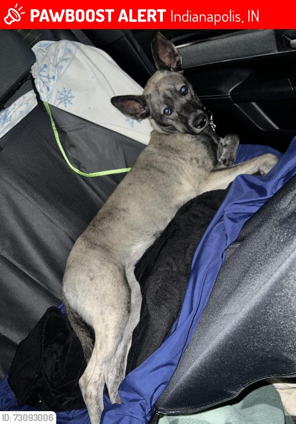 Lost Female Dog last seen S rybolt and Perry st, Indianapolis, IN 46241