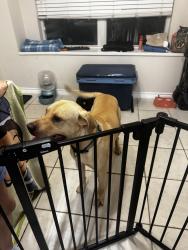 Found/Stray Male Dog last seen Toler Rd and Glenview wat, Rowlett, TX 75089