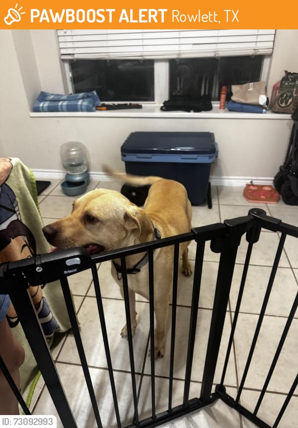 Found/Stray Male Dog last seen Toler Rd and Glenview wat, Rowlett, TX 75089
