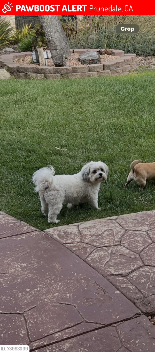 Lost Female Dog last seen Oak rd, Prunedale, CA 93907