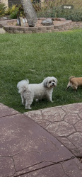Lost Female Dog last seen Oak rd, Prunedale, CA 93907