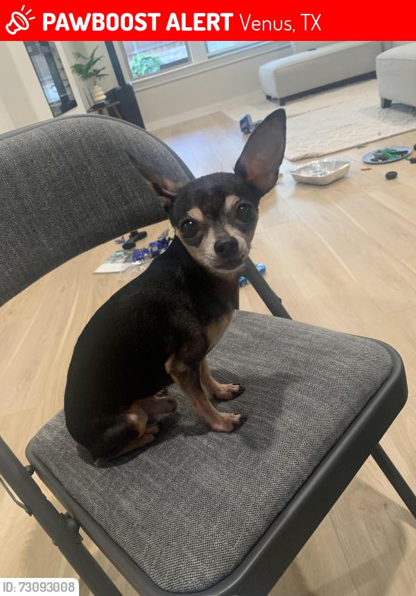 Lost Male Dog last seen Redbud flower trail and foxglove way, Venus, TX 76084