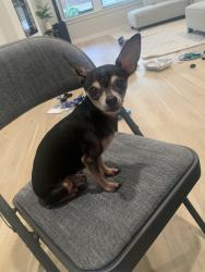 Lost Male Dog last seen Redbud flower trail and foxglove way, Venus, TX 76084
