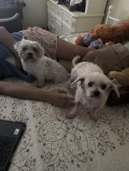 Lost Female Dog last seen By Orange Vista, Perris, CA 92571