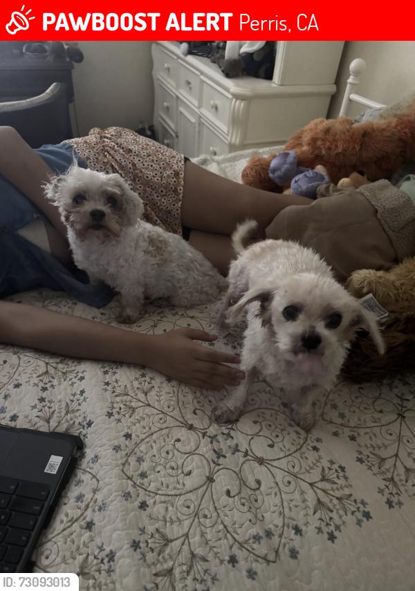 Lost Female Dog last seen By Orange Vista, Perris, CA 92571