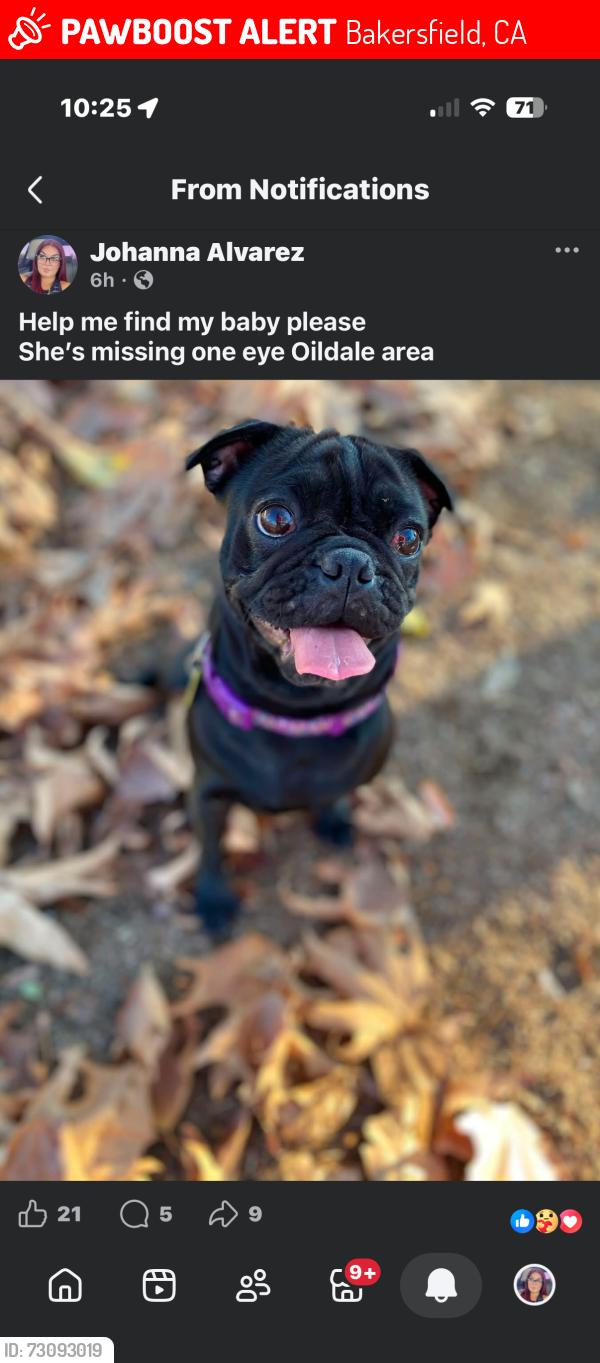Lost Female Dog last seen Sequoia, Bakersfield, CA 93308