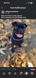 Lost Female Dog last seen Sequoia, Bakersfield, CA 93308