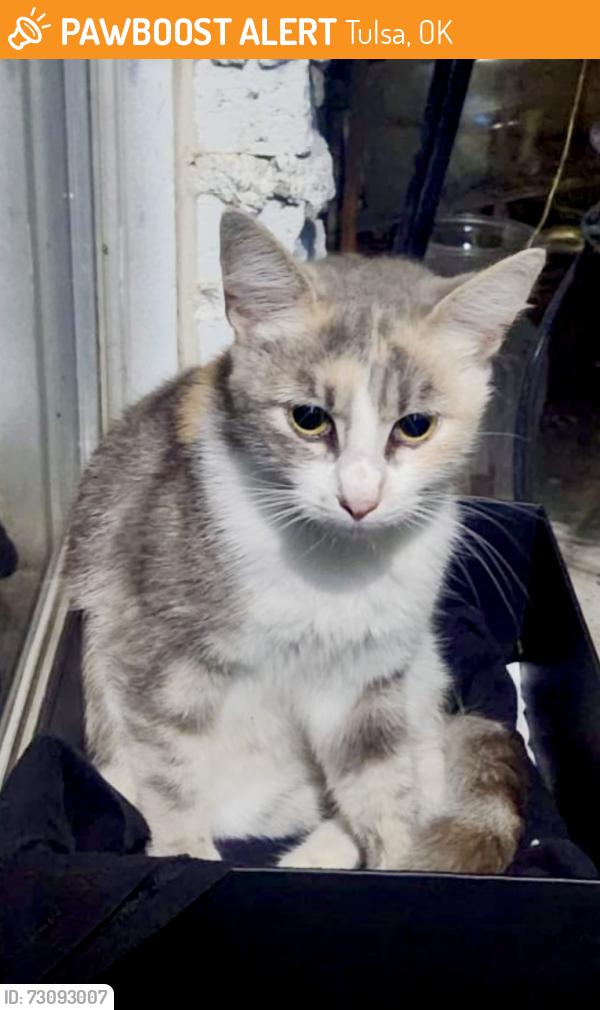 Found/Stray Unknown Cat last seen 31st and 129th, Tulsa, OK 74129