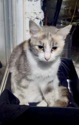 Found/Stray Unknown Cat last seen 31st and 129th, Tulsa, OK 74129