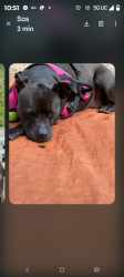 Reunited Female Dog last seen S 56th and Tacoma mall blvd, Tacoma, WA 98409