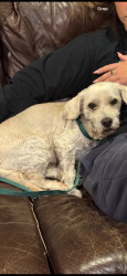 Found/Stray Male Dog last seen Near Lawndale Road, El Cajon, CA 92101, El Cajon, CA 92019