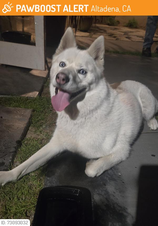 Found/Stray Unknown Dog last seen Minoru drive and new york drive, Altadena, CA 91104
