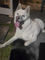 Found/Stray Unknown Dog last seen Minoru drive and new york drive, Altadena, CA 91104