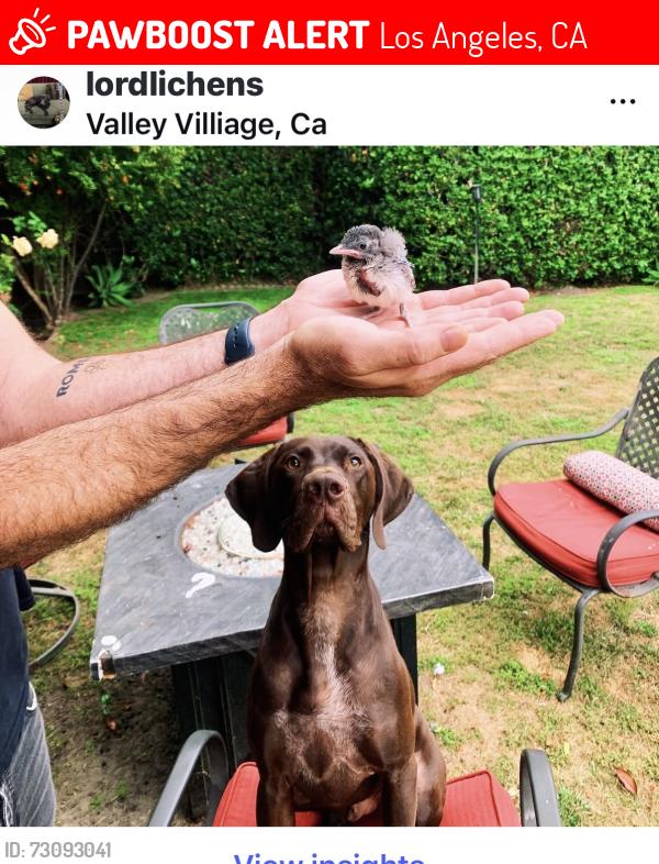 Lost Male Dog last seen Miranda and coldwater, Los Angeles, CA 91607