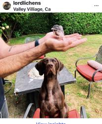 Lost Male Dog last seen Miranda and coldwater, Los Angeles, CA 91607