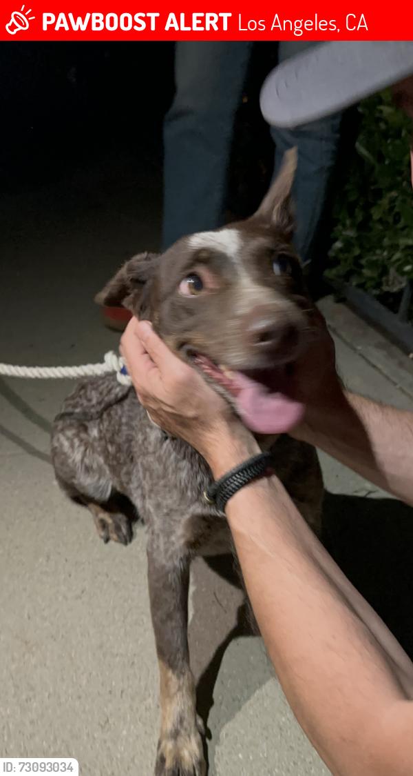 Lost Unknown Dog last seen Strathern, Los Angeles, CA 91335