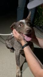 Lost Unknown Dog last seen Strathern, Los Angeles, CA 91335
