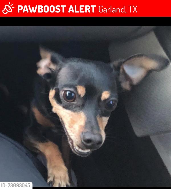 Lost Male Dog last seen Pleasant Valley and Richfield Drive, Garland, TX 75040