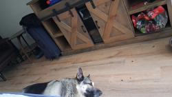 Lost Male Dog last seen Amarillo blvd and ross, Amarillo, TX 79103