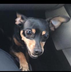Lost Male Dog last seen Pleasant Valley and Richfield Drive, Garland, TX 75040