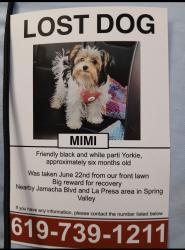 Lost Female Dog last seen Near Jamacha blvd 91977, Spring Valley, CA 91977