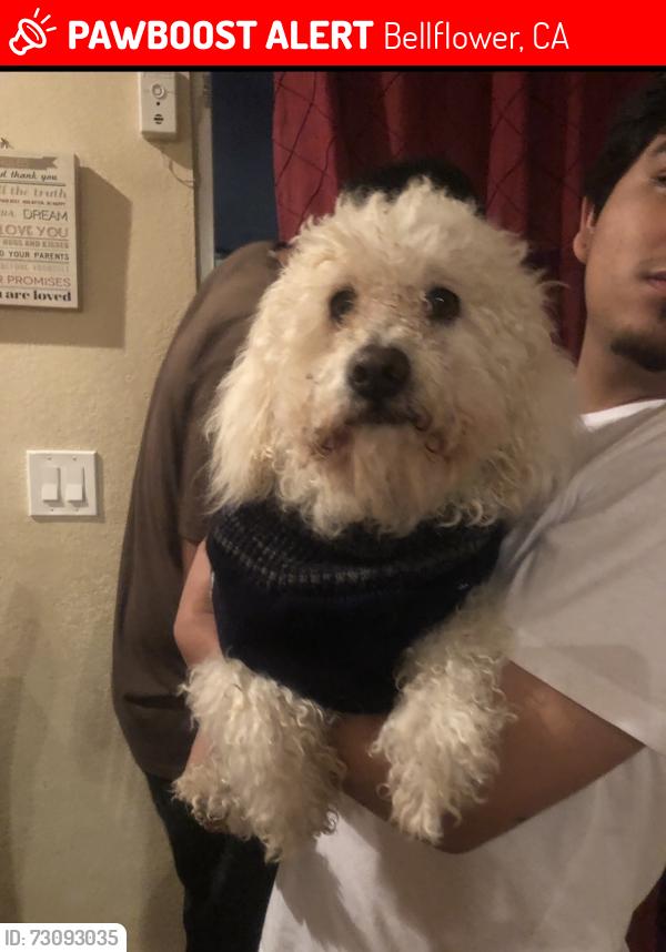 Lost Male Dog last seen Bellflower Blvd & Somerset Blvd, Bellflower, CA 90706