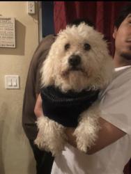 Lost Male Dog last seen Bellflower Blvd & Somerset Blvd, Bellflower, CA 90706