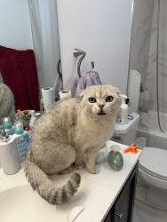 Found/Stray Male Cat last seen Powers dr, El Dorado Hills, CA 95762