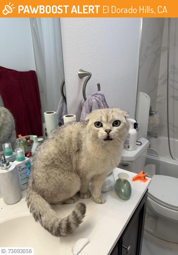 Found/Stray Male Cat last seen Powers dr, El Dorado Hills, CA 95762
