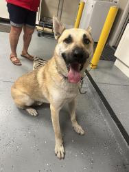 Reunited Unknown Dog last seen Brengle Terrac, Vista, CA 92084
