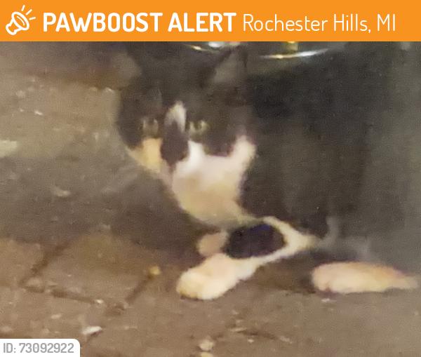 Found/Stray Unknown Cat last seen Corner of Orion Rd. & Oaklane, Rochester Hills, MI 48306