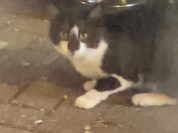 Found/Stray Unknown Cat last seen Corner of Orion Rd. & Oaklane, Rochester Hills, MI 48306