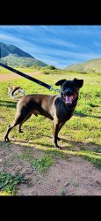 Lost Male Dog last seen Broadway and union st, San Diego, CA 92101