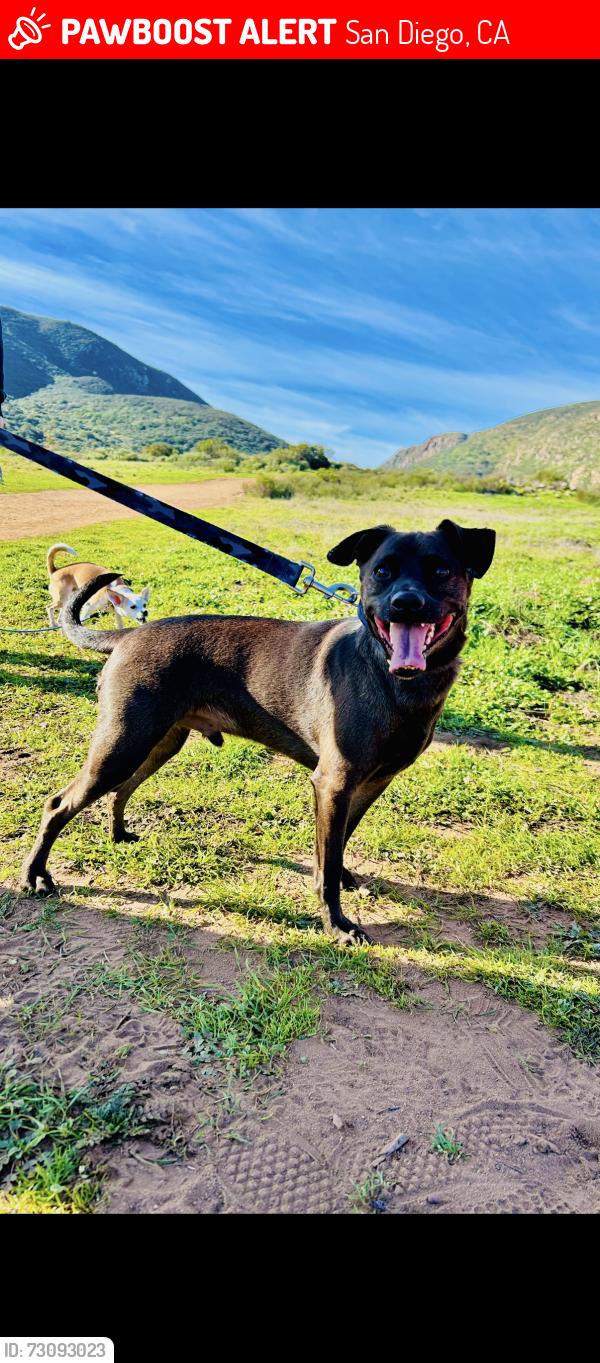 Lost Male Dog last seen Broadway and union st, San Diego, CA 92101