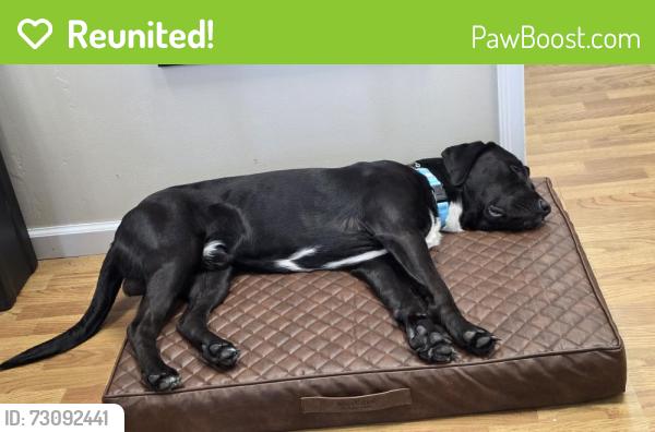 Reunited Male Dog last seen Floresta/crosstown, Port St. Lucie, FL 34983