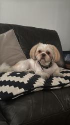 Lost Male Dog last seen La Sierra Dr, Mission Viejo, CA 92691