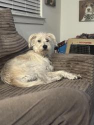 Lost Female Dog last seen Near and 2770, Kyle, TX 78640