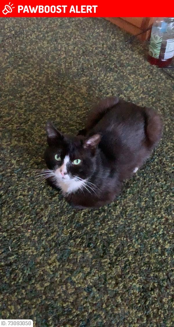 Lost Male Cat last seen Chequer Court, near the road to the macdonalds., Newry, Mourne and Down, Northern Ireland 