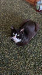 Lost Male Cat last seen Chequer Court, near the road to the macdonalds., Newry, Mourne and Down, Northern Ireland 