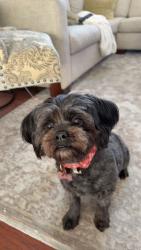 Reunited Female Dog last seen Soquel and Robertson St, Soquel, CA 95073