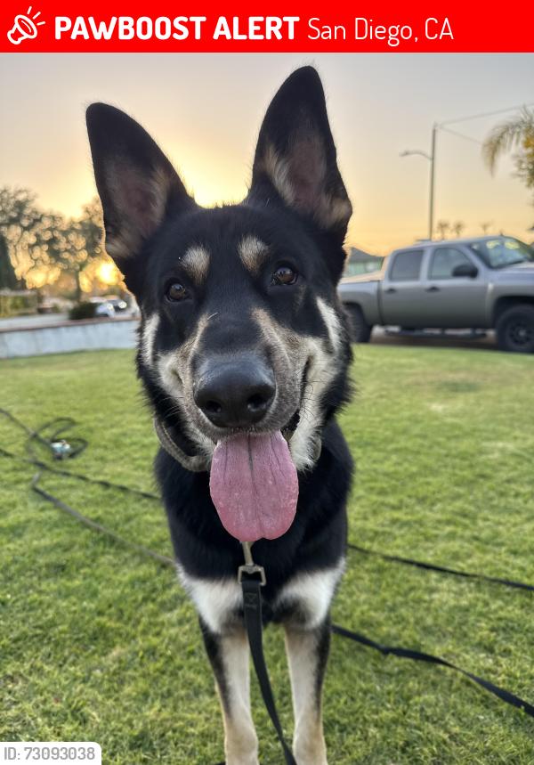 Lost Male Dog last seen Atherton Ave & Hollister St, San Diego, San Diego, CA 92154