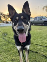 Lost Male Dog last seen Atherton Ave & Hollister St, San Diego, San Diego, CA 92154