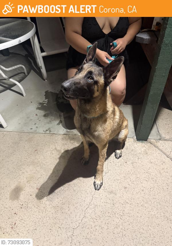 Found/Stray Male Dog last seen Border Ave and Via Santiago, Corona, CA 92882