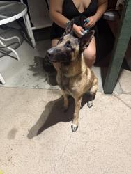 Found/Stray Male Dog last seen Border Ave and Via Santiago, Corona, CA 92882