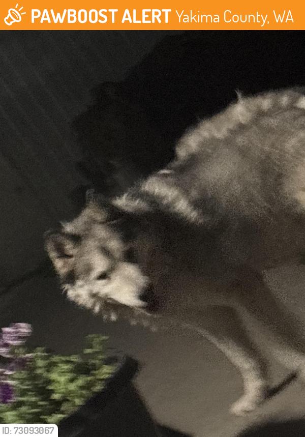 Found/Stray Male Dog last seen birchfield road, beaudry road, Yakima County, WA 98901