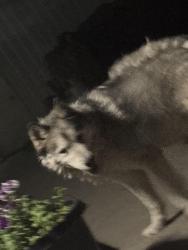 Found/Stray Male Dog last seen birchfield road, beaudry road, Yakima County, WA 98901