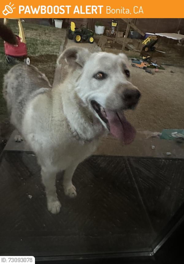 Found/Stray Unknown Dog last seen Bonita mesa rd, Bonita, CA 91902